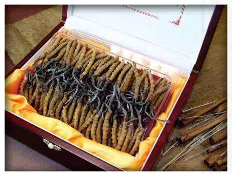 清苑冬虫夏草回收